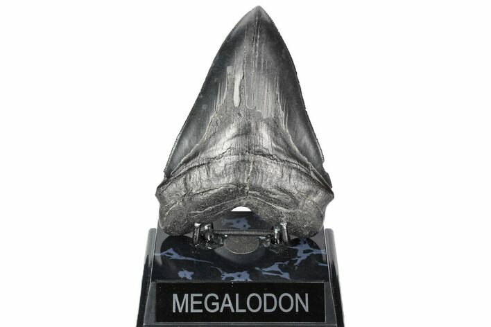 Serrated, Fossil Megalodon Tooth - South Carolina #187681